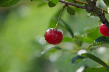 A red ripe cherry on a branch.
