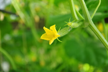 A small flowering cucumber in the greenhouse.