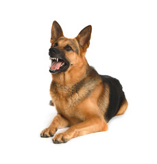 Aggressive German Shepherd dog on light background