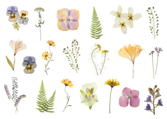 Gartenposter Set with beautiful dried meadow flowers on white background © New Africa