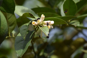 Fototapeta premium flor de limão