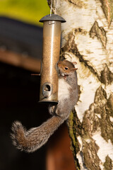 Grey squirrel (Sciurus carolinensis) raiding a bird feeder