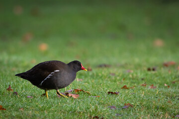 Common moorhen (Gallinula chloropus) creeping over a lawn