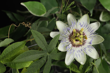 Beautiful Passiflora plant (passion fruit) with blossom, closeup. Space for text