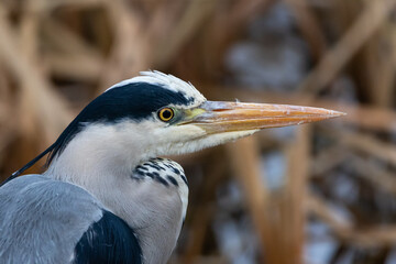 Grey heron portrait (Ardea cinerea)