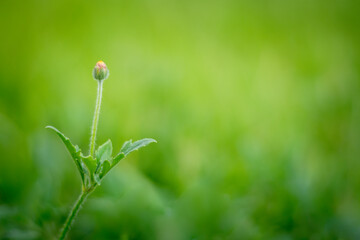 Nature and green leaf blur background
