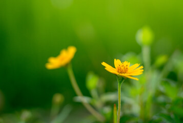 Nature and green leaf blur background