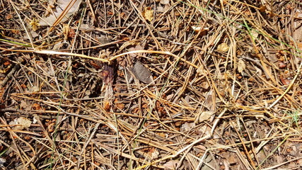 Dry Grass on the Ground Background Texture