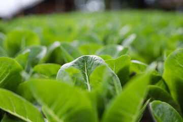 Vegetables grown in hydroponics used as a food ingredient healthy eating