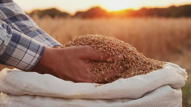 Close-up of the hand of a male farmer taking out a lot of wheat grains from a sack in the field after a good harvest against the background of sunset