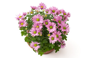 Chrysanthemum indicum