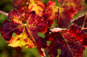 Vine leaves turning in autumn with striking reds and yellows in selective focus