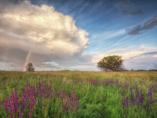 Rainbow after a thunderstorm and the sky with clouds. Summer field with meadow flowers and herbs.