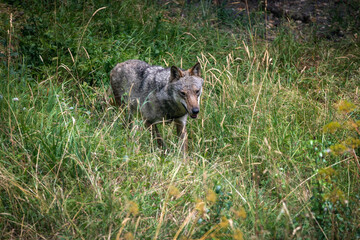 Italian Apennine wolf. Adult specimen of Italian Apennine wolf walking alone in the woods.