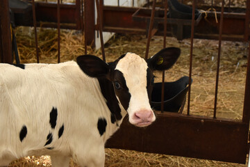 up close black and white holstein heifer calf in pen