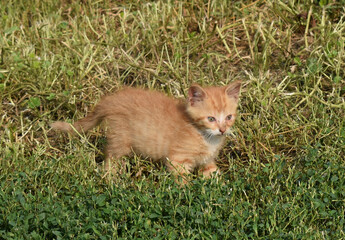Naklejka na ściany i meble Long hair tabby ginger Farm Kitten standing in the sun with green eyes