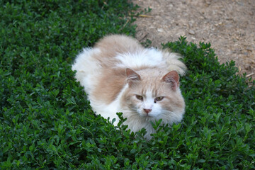 Naklejka na ściany i meble Long hair tabby ginger Farm cat laying in the sun with green eyes