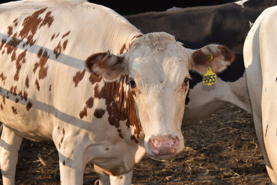 Up Close Red And White Holstein Heifer Calf In Pen With Yellow Ear Tag