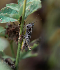 A small brown grasshopper on a drying clover stalk.