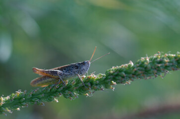 A small gray grasshopper on a green plantain stalk.