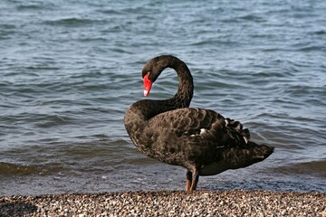 Fototapeta premium Black Swans / Cygnus atratus / at Taupo Lake. New Zealand.