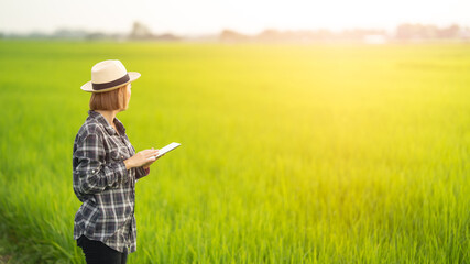 Female farmer using tablet at close range to collect data at the rice fields in the evening with warm light Agriculture concept, technology concept