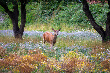 Female deer in the flowery meadow. Adult female deer grazing alone in the flowery meadow.