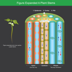 Figure Expanded A Plant Stems. Figure expanded for explain a plants transport nutrient and water in stems. Illustration.. - obrazy, fototapety, plakaty