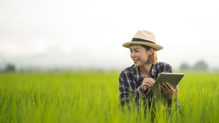 Female farmer using tablet at close range to collect data at the rice fields in the evening with warm light Agriculture concept, technology concept