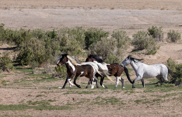 Herd of Wild Horses in the Utah Desert