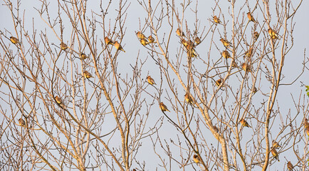 Waxwings