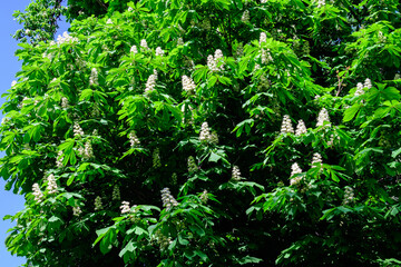 Small fresh green leaves and white flowers and buds on branches of a Chestnut tree, in a garden in a sunny spring day, beautiful outdoor monochrome background photographed with selective focus.