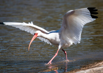 White Ibis