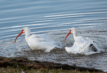 White Ibis
