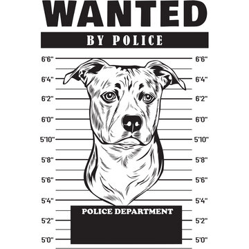 Mugshot of American Staffordshire Terrier Dog holding banner behind bars
