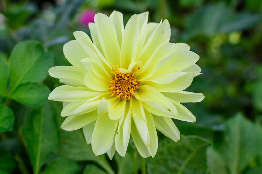 One beautiful large yellow dahlia flower in full bloom on blurred green background, photographed with soft focus in a garden in a sunny summer day.