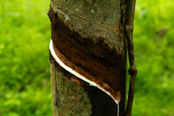 Rubber tree after tapping in the traditional way