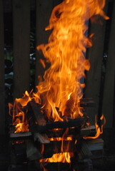 Fire over pine wood firewood. A yellow-orange flame burns over textured logs in a fire. Firewood still has its own color, but fire burns them forcing blackening.