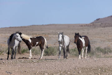Fototapeta na wymiar Herd of Wild Horses in the Utah Desert
