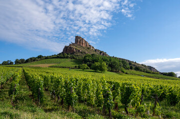 Fototapeta na wymiar La Roche de Solutré dans le vignoble des vins de Bourgogne en Saône-et-Loire en France en été