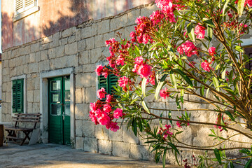 CLOSE UP: Scenic shot of a lush red oleander in front of an ancient house.