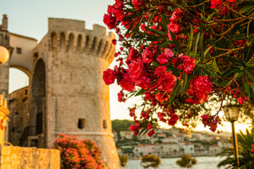 CLOSE UP: Detailed shot of a red oleander and ancient fort walls in Korcula.