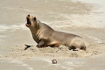 Sea Lion / Phocarctos hookeri /, Victory beach on Otago Peninsula and Pacific Ocean. South Island, New Zealand.