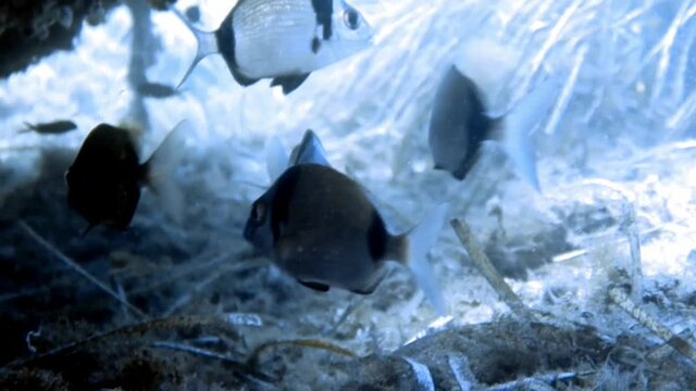 4k footage of Double Banded Bream (Diplodus vulgaris) in the Mediterranean Sea
