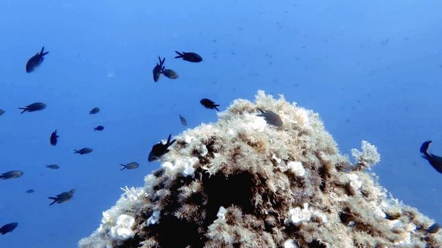 4k footage of Mediterranean Chromis (Chromis Chromis) in the Mediterranean Sea