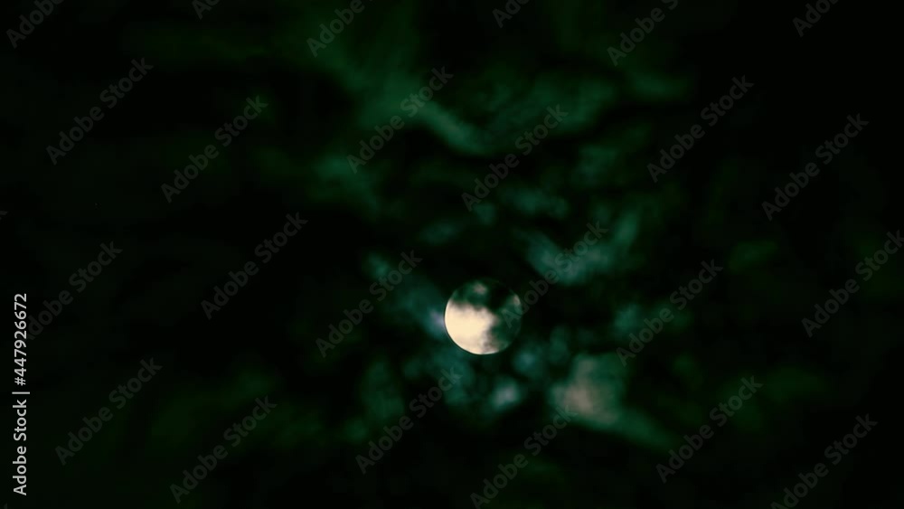 Wall mural the full moon peeps through the branches of palm trees and exotic trees on the seashore. background 