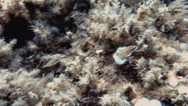 4k footage of East Atlantic Peacock Wrasse (Symphodus tinca) in the Mediterranean Sea