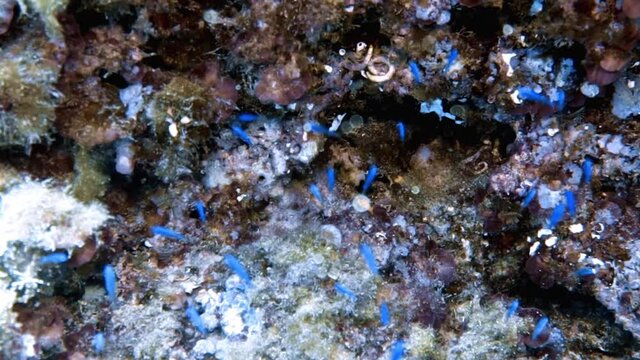 4k footage of small blue fish in the Mediterranean Sea, Spain