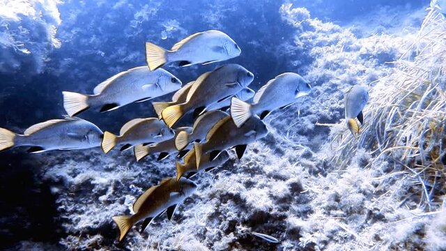 4k footage of a school of Brown Meagre (Sciaena umbra) in the Mediterranean Sea