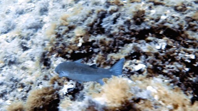 4k footage of a Flathead Grey Mullet (Mugil cephalus) in the Mediterranean Sea